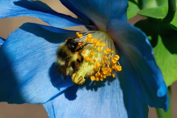 Photographie macro d une abeille sur une fleur bleue