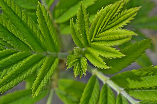 Grüner Laubzweig in Makroaufnahmen