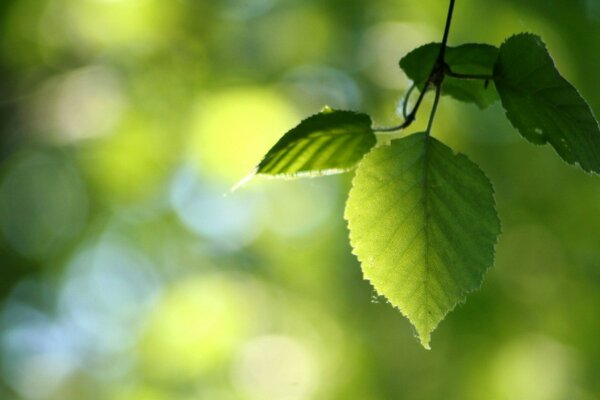 Macroflore croissance des feuilles