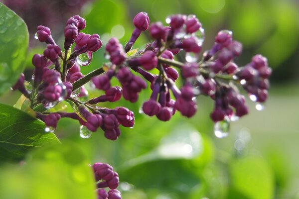 Fiore di lillà non sbocciato in gocce di rugiada