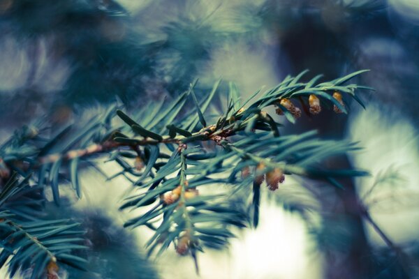 Foto de una rama de árbol de Navidad