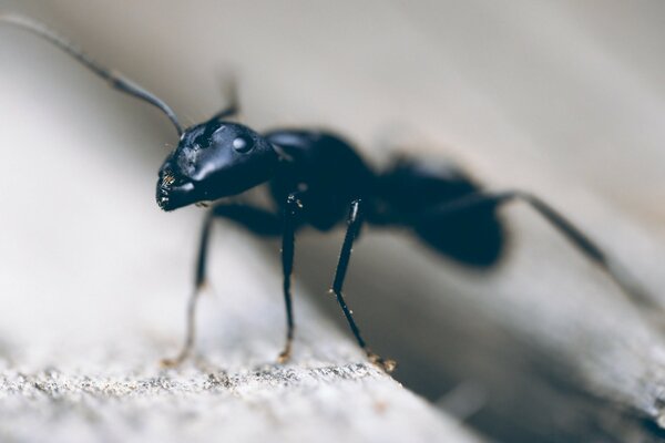 Pequeña hormiga fotografiada con macro