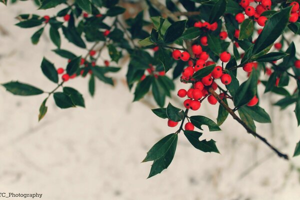 Rowan leaves in nature