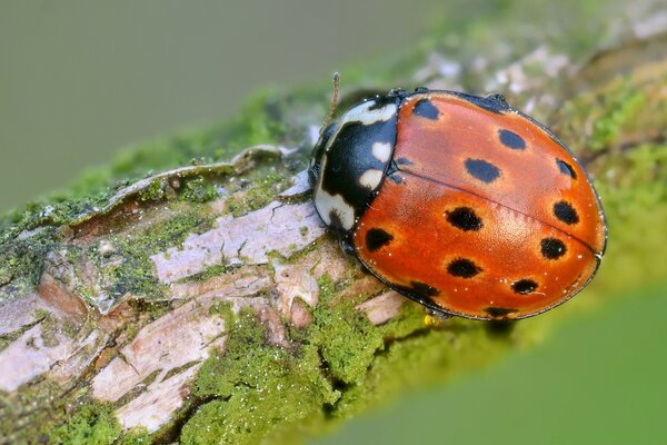 Macro photography red ladybug