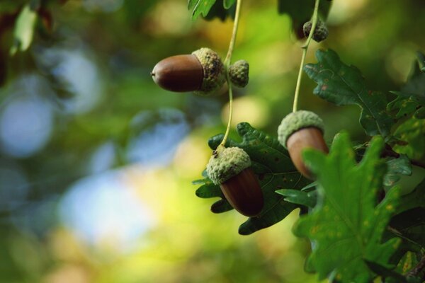 Fotografia macro di un ramo di quercia con ghiande