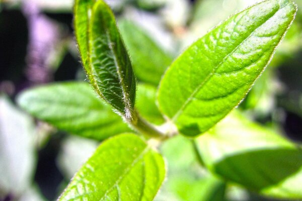 植物茎颜色背景