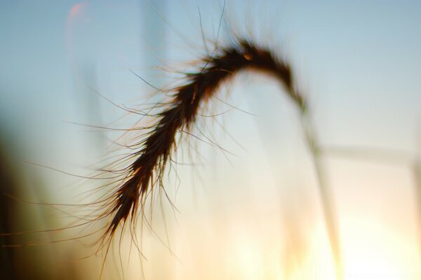 The blurring of wheat is a natural annotation