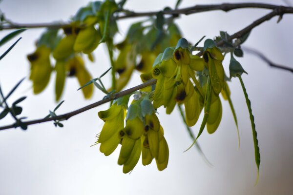 Macro rama de árbol