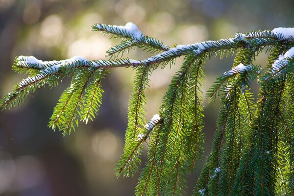 Spruce branch sprinkled with snow