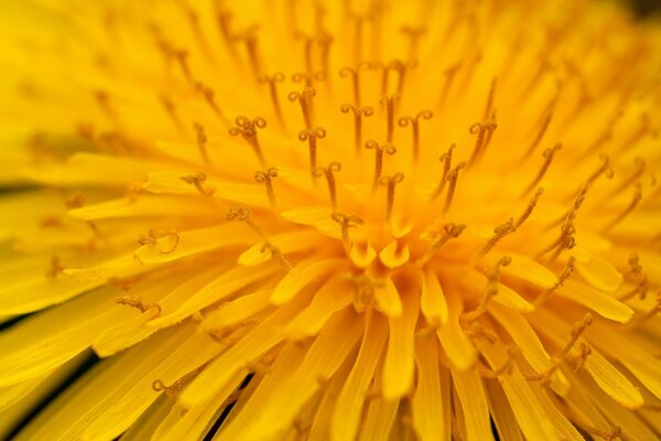 Mikroaufnahmen der gelben Löwenzahnblume