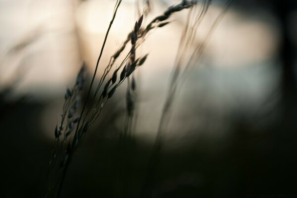 Grass on the background of sunset