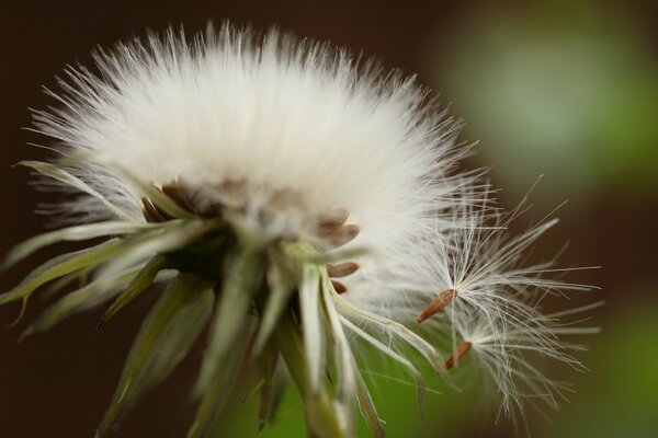 Dandelion captured using macro photography