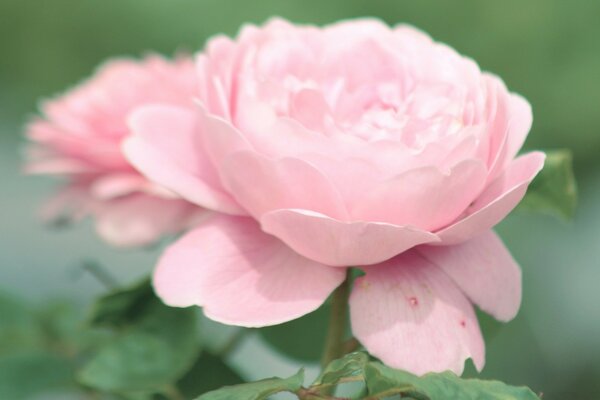 Rosa Blütenblätter einer saftigen Pfingstrose