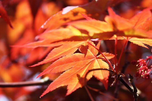 Autumn wedge leaf nature