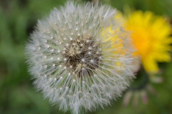 There are beautiful dandelions in nature