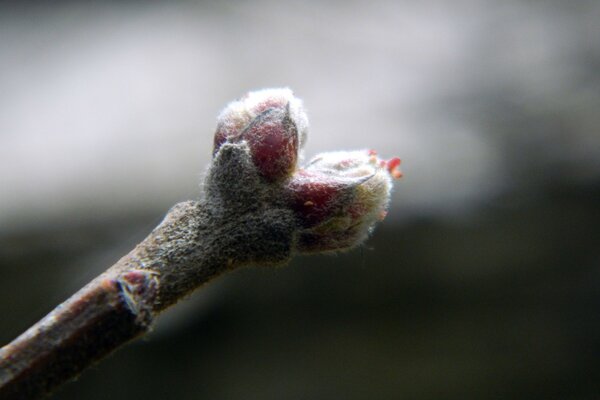 Fotos von nicht aufgelösten Knospen im Freien