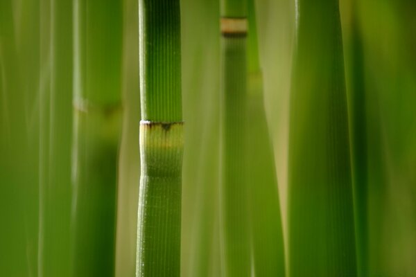 Macro photography of the trunk of green bamboo