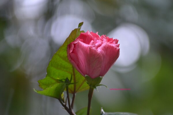 Rosa rosa sobre fondo gris