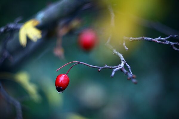 A spider crawls along the branches of berries