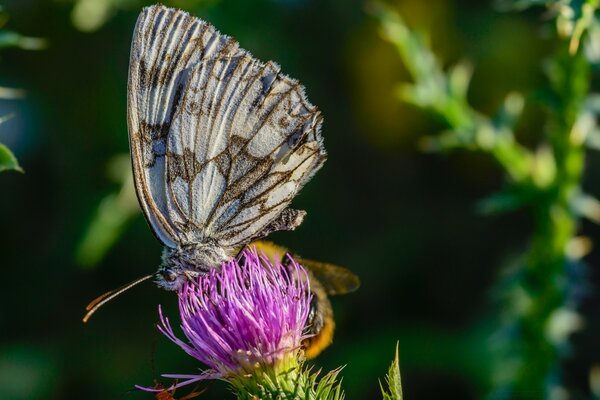 Macro d un papillon sur un trèfle