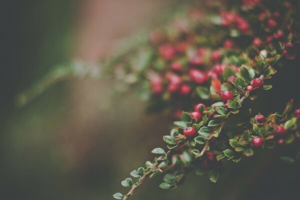 A flowering tree is captured using macro photography