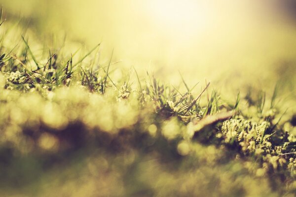 Landscape on the grass field