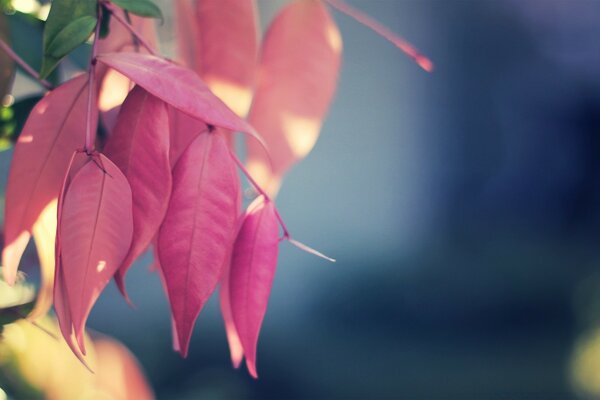 Flore de feuille de couleur naturelle