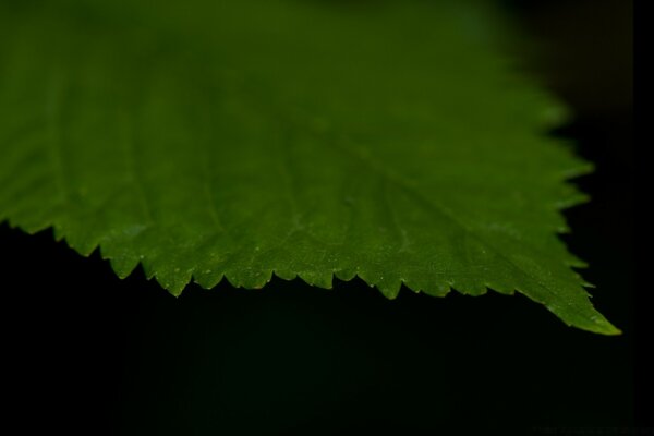 Macro di una foglia verde su sfondo nero