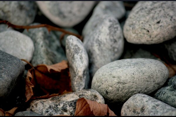 Feuilles et pierres grises image