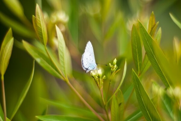 Borboleta roxa em folha verde