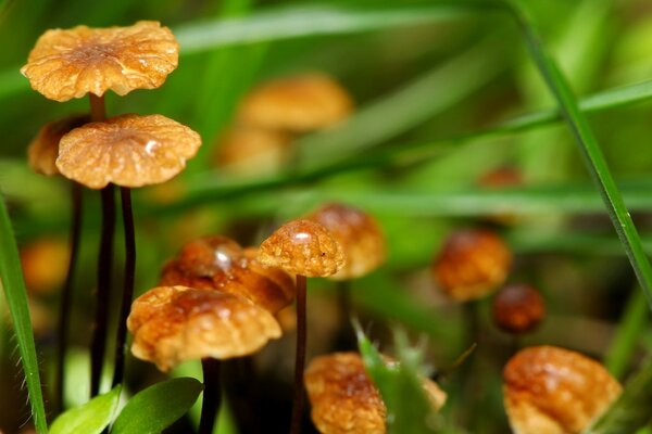 Flore. Champignons dans l herbe. Légumes verts juteux