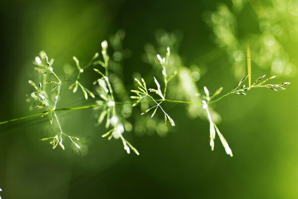 Gros plan de brin d herbe sur fond flou