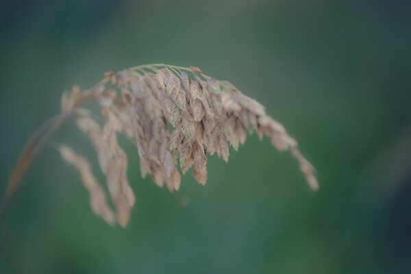 Outdoor Leaf Growth