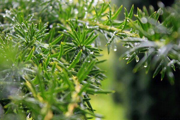 Fotografía macro de agujas de abeto verde