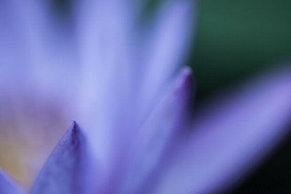 Flor azul borrosa primer plano