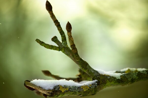 Das Erwachen der Natur aus dem Winter