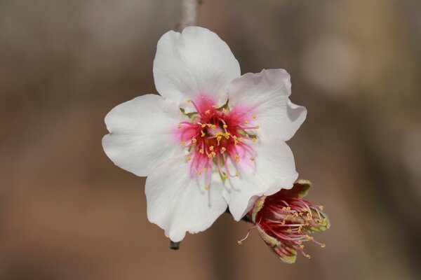 Macro photography of a white tree flower