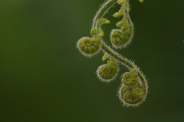 Makrofoto Natur Ästhetik