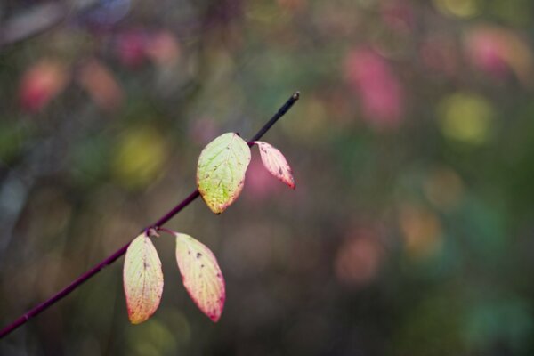 Fotografia macro di un ramo con foglie di autunno