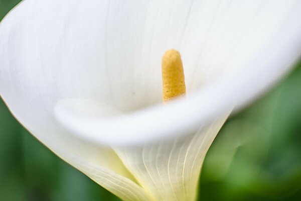 马蹄莲花特写