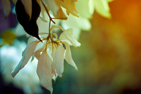 A beautiful white flower is captured using macro photography