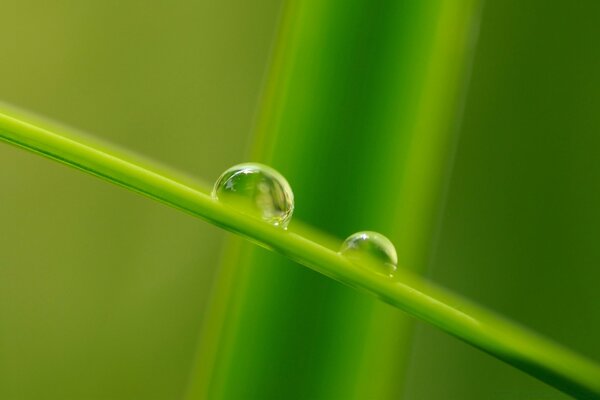 Dew droplets on leaves and stems