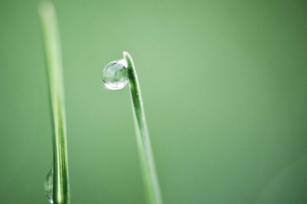 Goutte de rosée dans la nature