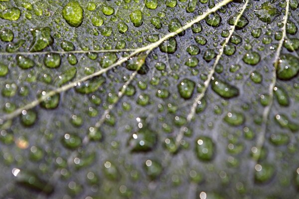 Macro photography of raindrops on a leaf