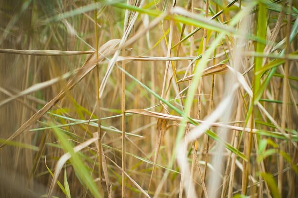 Macro photography dried grass in nature