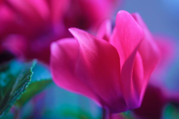 Leuchtend rosa Blütenblätter einer Blume auf grünem Hintergrund