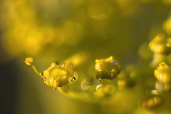 Fotos estéticas de flores al amanecer