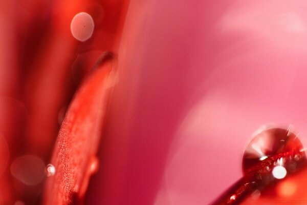 Chute rouge sur la camomille gerbera rouge