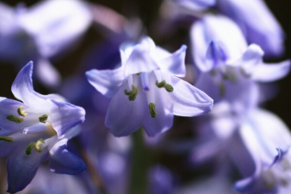 Fotografia macro di piccoli fiori lilla