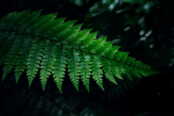 Beautiful fern leaf on a dark background